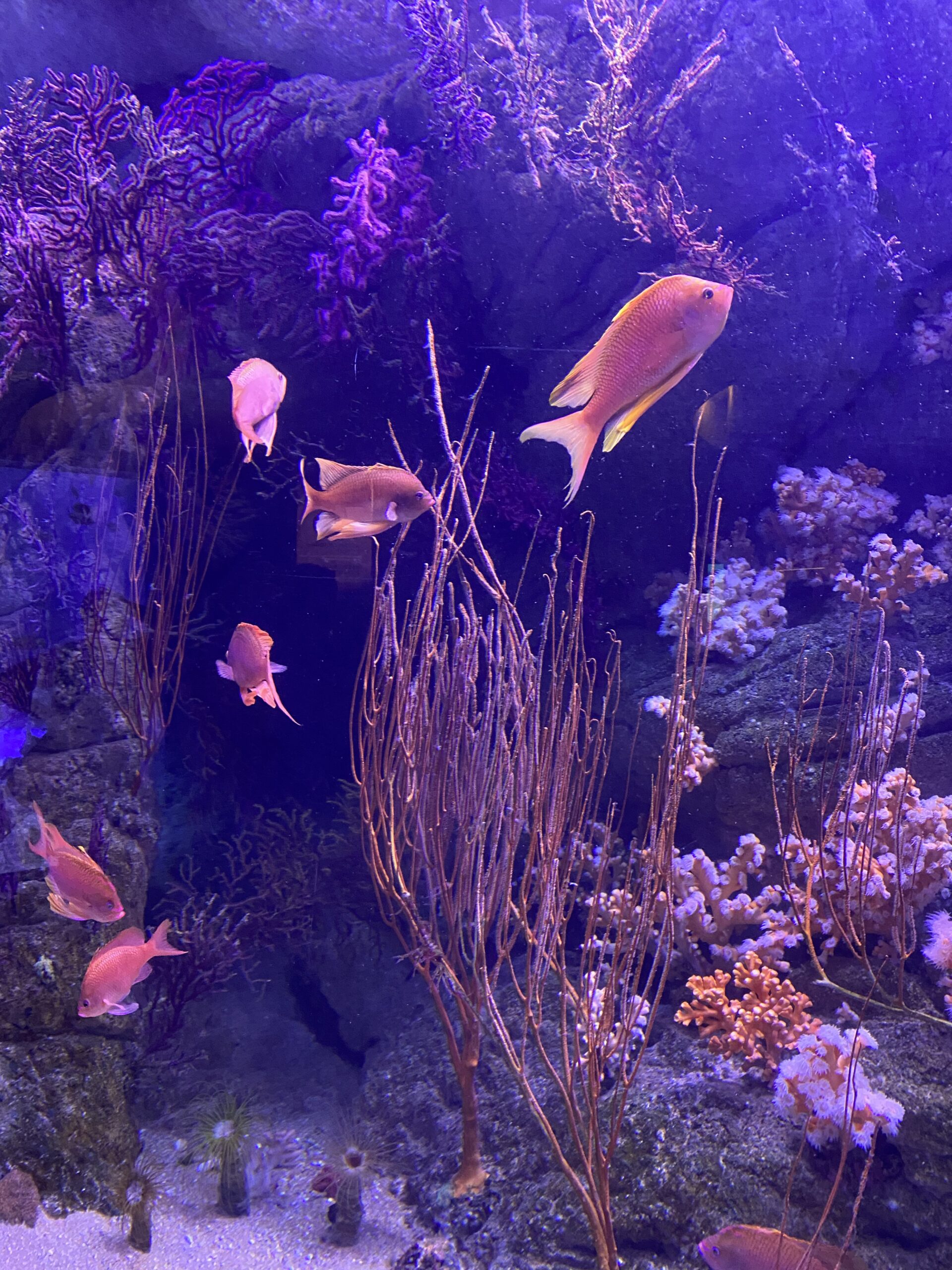 Oceanogràfic