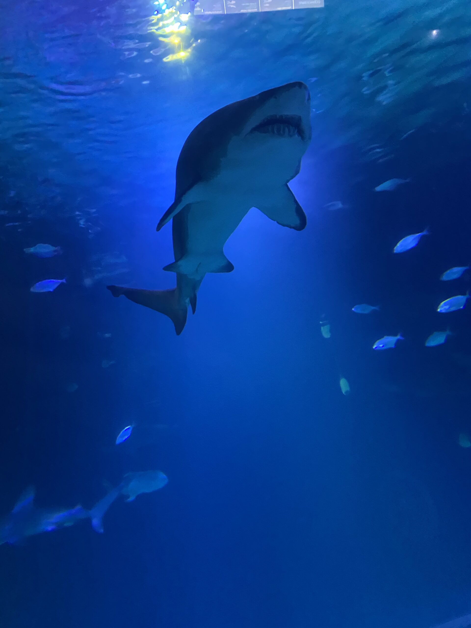 Oceanogràfic